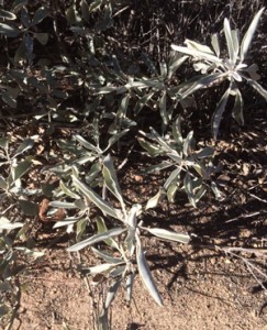 is this california sage found in chaparral? smells like sage