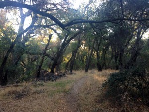 hiking on the morgan trail by lake elsinore california, shady oak trees