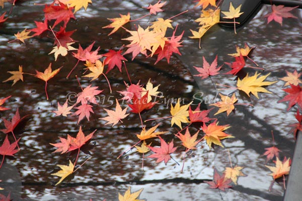 Fall in Portland