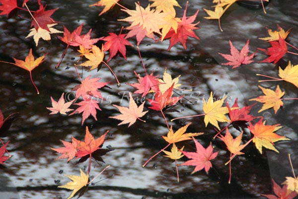 Fall Color in Portland, Oregon